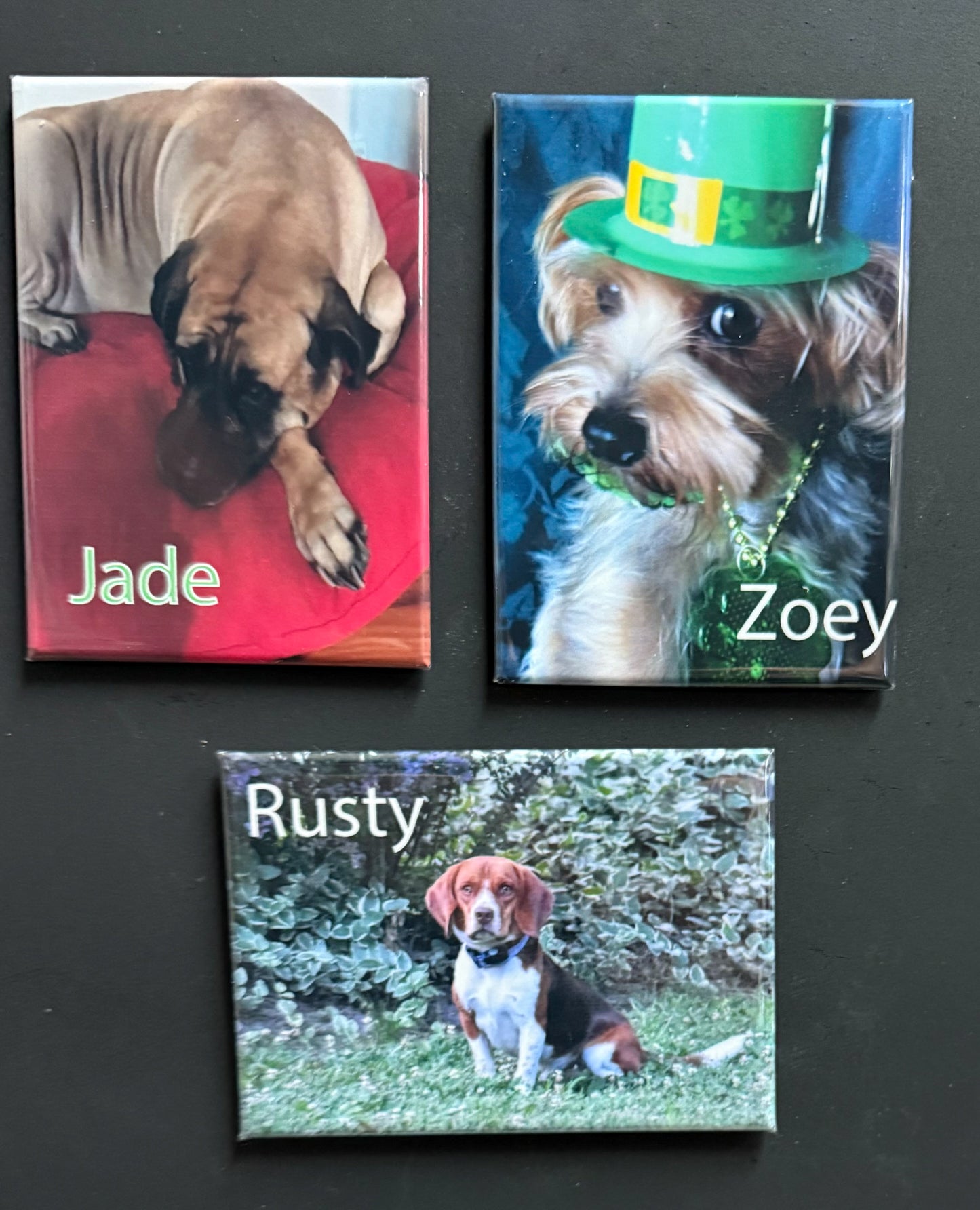 Pets Magnet Sample