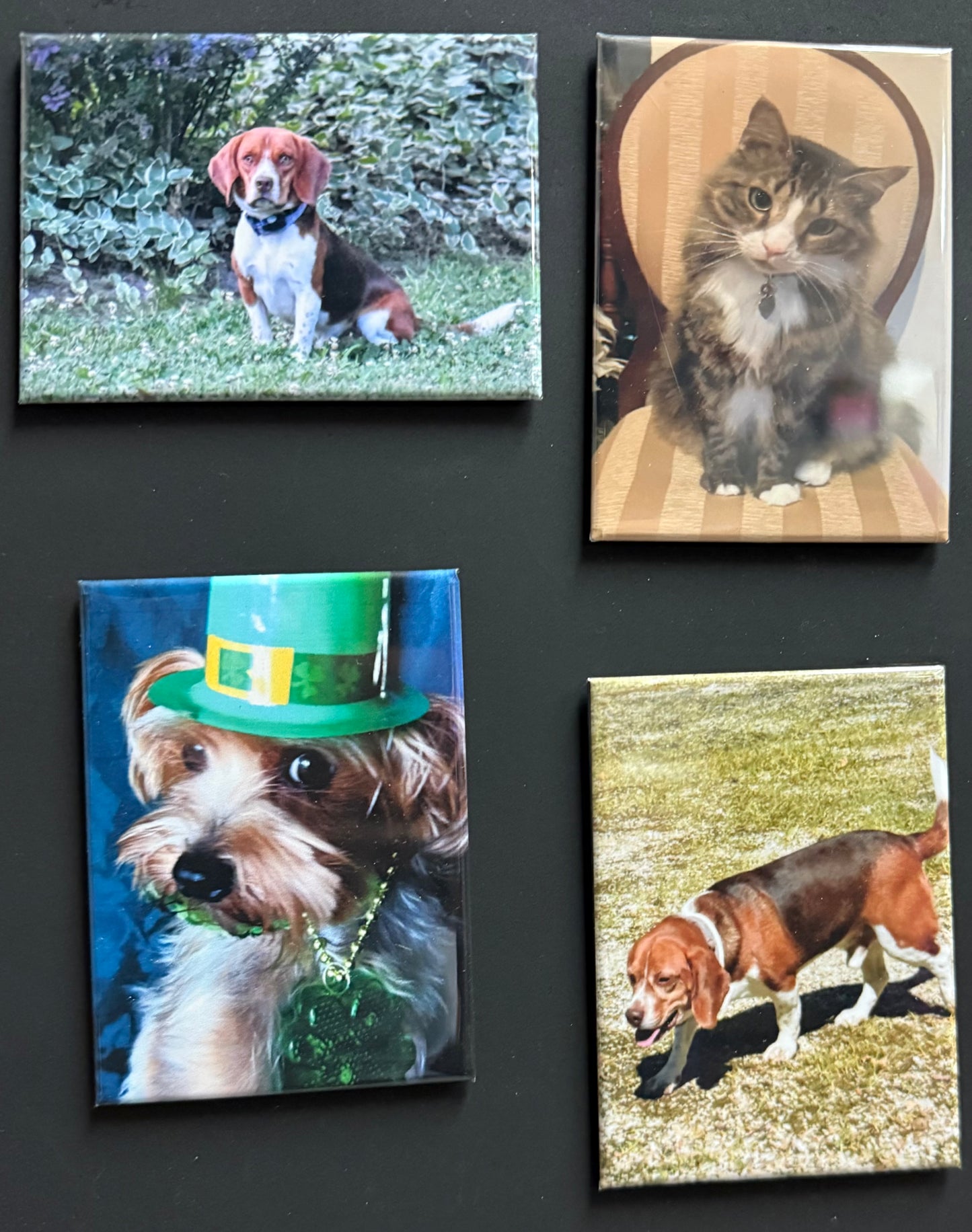 Pets Magnet Sample